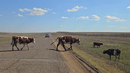 Rural Scene with Cows Crossing Road - Pastoral Landscape, Open Field, Nature, Livestock
