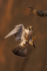 A stunning peregrine falcon in mid-air, showcasing its impressive wingspan and keen gaze, set against a blurred natural background. Perfect for wildlife enthusiasts and bird photography lovers.