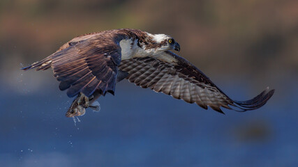 An osprey flies gracefully, clutching a freshly caught fish in its talons. The bird showcases its powerful wings as it glides over shimmering water, highlighting nature's beauty and hunting prowess.