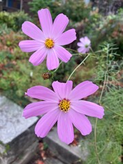 pink cosmos flowers
