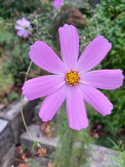pink cosmos flower