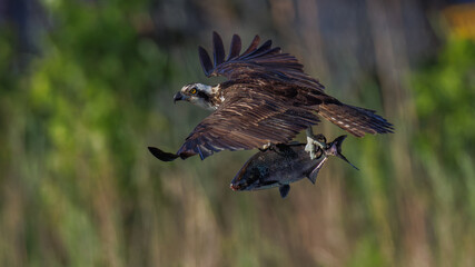 An impressive osprey grabs a fish in flight, showcasing its hunting prowess against a blurred green background. This striking image captures the beauty of nature and wildlife in action.