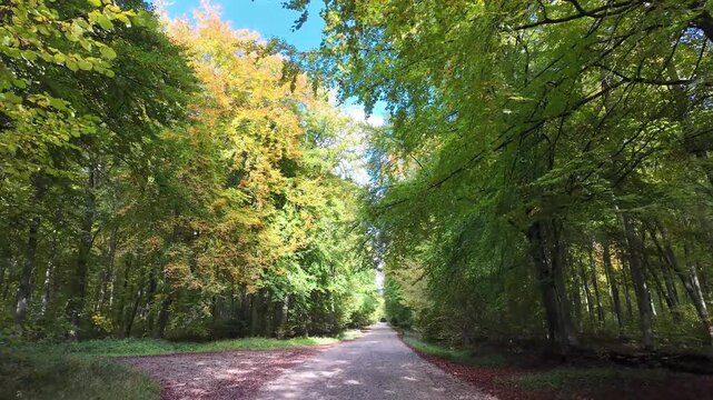 Micheldever Winchester Hampshire England UK. 23.10. 2025. Video. Driving along a tree lined country lane  in rural Hampshire England UK