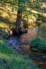 A stream in the forest
