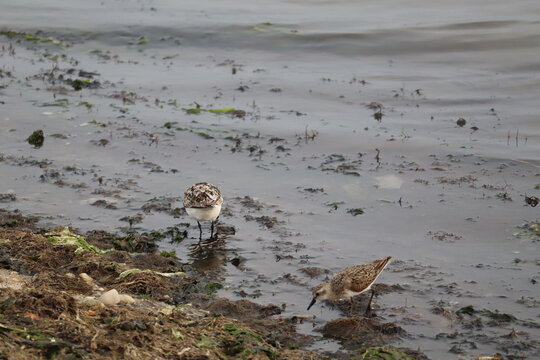 bird on the beach