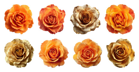 PNG Vibrant orange roses illustration, element set on transparent background