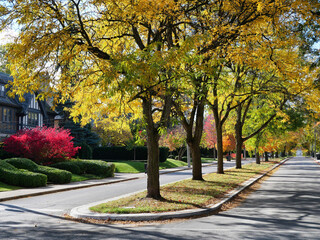 Residential street with row of trees with fall foliage