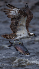 An osprey catches a fish mid-flight, showcasing its powerful talons and impressive wingspan. The dynamic scene captures the essence of wildlife and nature's raw beauty.