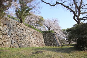 福岡市の舞鶴公園の石垣と満開の桜