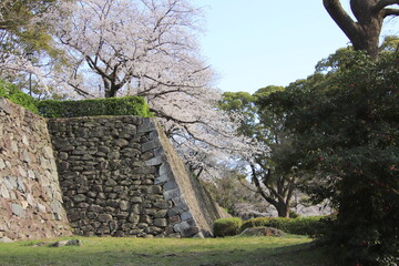 福岡市の舞鶴公園の石垣と満開の桜
