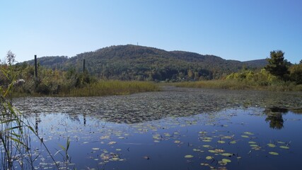 reflection of trees in the lake