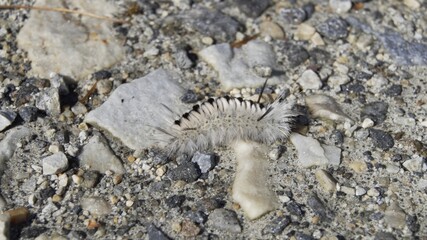 Catepillar