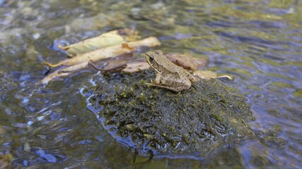 frog in the pond