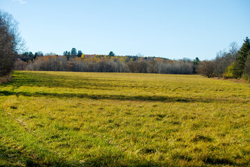 autumn landscape with trees