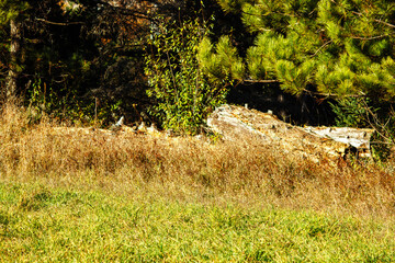 logs by a field in the sun
