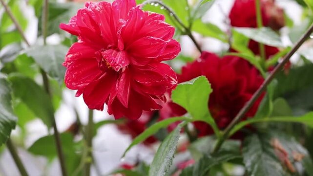 The video shows a large bright red dahlia flower in its natural environment. The lush double bloom is surrounded by green leaves with visible raindrops, suggesting it was filmed during rain. The blurr