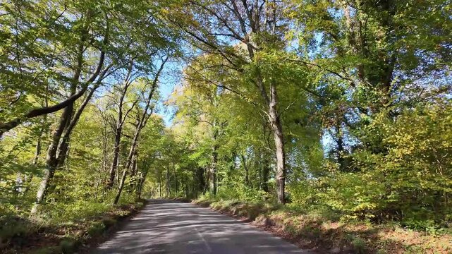 Micheldever Winchester Hampshire England UK. 23.10. 2025. Video. Driving along a tree lined country lane  in rural Hampshire England UK