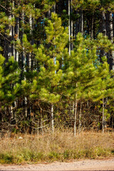pine trees in the forest