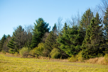pine trees in the mountains