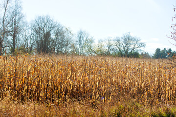 corn field with blue sky