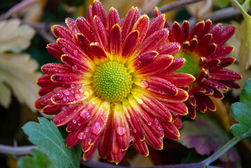 red and yellow chrysanthemums are covered with small drops of rain
