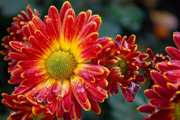 red and yellow chrysanthemums are covered with small drops of rain