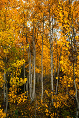 Small aspen grove