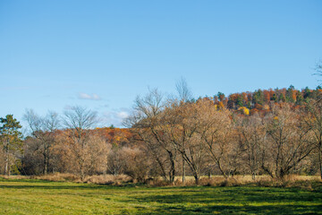 autumn landscape with trees