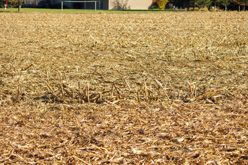 A harvested field of corn