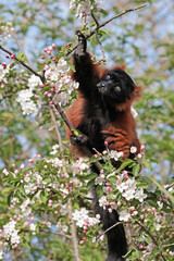 Red ruffed lemur (Varecia rubra)  sitting on blooming tree