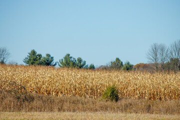 corn field with blue sky