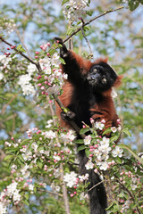 Red ruffed lemur (Varecia rubra)  sitting on blooming tree