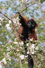 Red ruffed lemur (Varecia rubra)  sitting on blooming tree