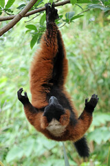 Red ruffed lemur (Varecia rubra)
