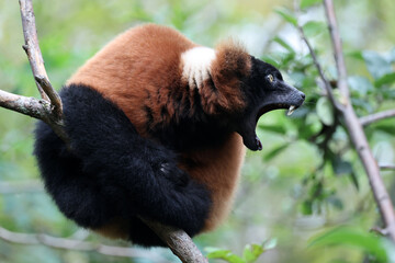 Red ruffed lemur (Varecia rubra)