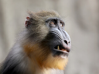 close up mandrill monkey (Mandrillus sphinx)