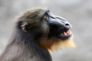 close up mandrill monkey (Mandrillus sphinx)