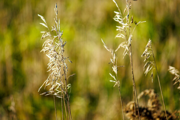 A close-up of a stalk of grass in autumn