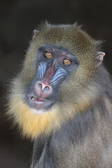 close up mandrill monkey (Mandrillus sphinx)