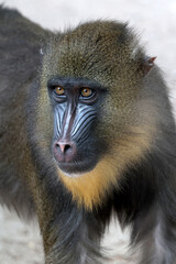 close up mandrill monkey (Mandrillus sphinx)