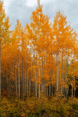 small yellow aspen grove