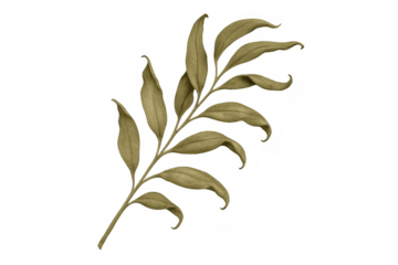 Dried botanical sprig illustration with olive green leaves, creating a decorative natural element on transparent background