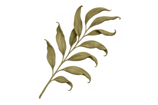 Dried botanical sprig illustration with olive green leaves, creating a decorative natural element on transparent background - Powered by Adobe