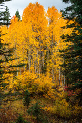 Small Aspen Grove