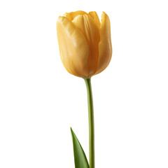 Yellow tulip flower isolated on transparent background &ndash; single spring bloom