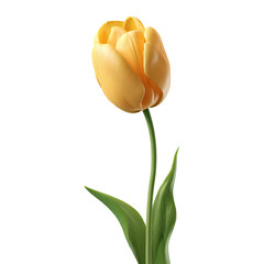 Yellow tulip flower isolated on transparent background &ndash; single spring bloom