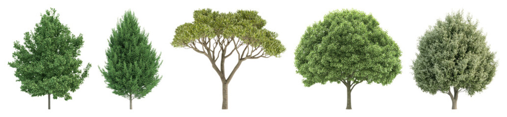Fototapeta premium Diverse realistic tree illustrations