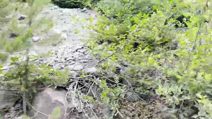 A camera pan an amazing view showing a place with lot of trees pine and  a lake in Mount Rainier National Park.USA, Washington.USA, Washington july 21 2025.