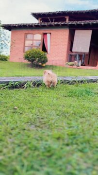 Pomeranian puppy with a bear face playing in the grass
