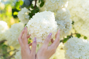 Hands gently holding white flowers in spring light③